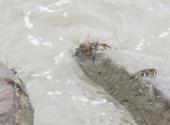 Grapsus albolineatus
