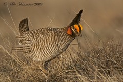 Tympanuchus pallidicinctus