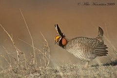 Tympanuchus pallidicinctus