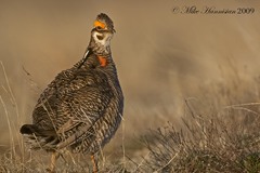 Tympanuchus pallidicinctus