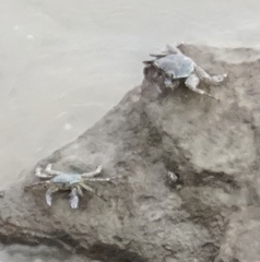 Grapsus albolineatus