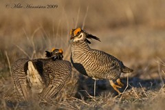 Tympanuchus pallidicinctus