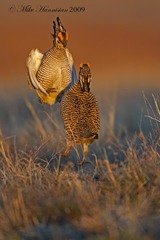 Tympanuchus pallidicinctus