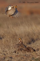 Tympanuchus pallidicinctus