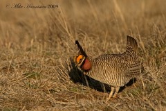 Tympanuchus pallidicinctus