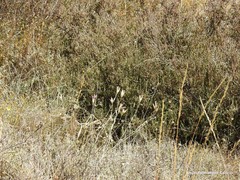 Dianthus laricifolius