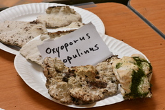 Oxyporus populinus image