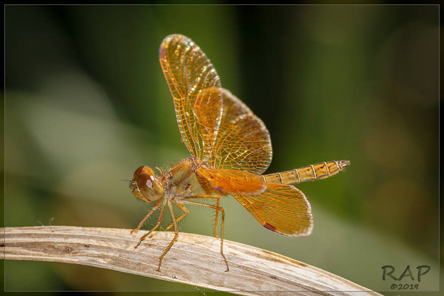 Oriole Amberwing