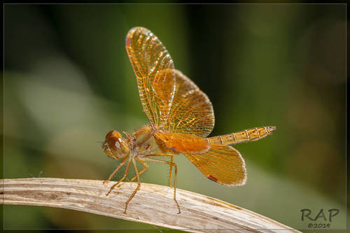 Oriole Amberwing
