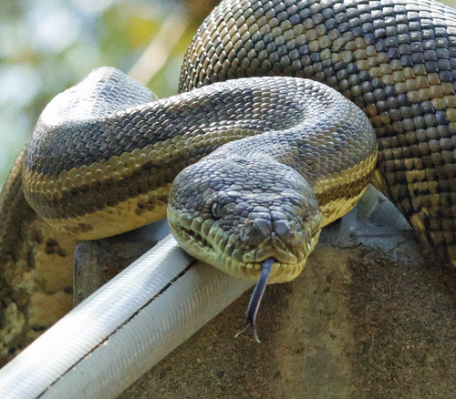 Coastal Carpet Python sighting