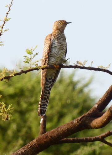 Common Cuckoo