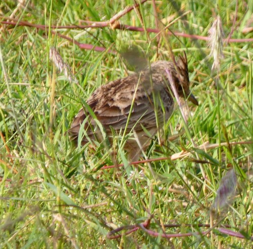 Crested Lark