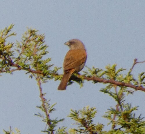 Swainson's Sparrow