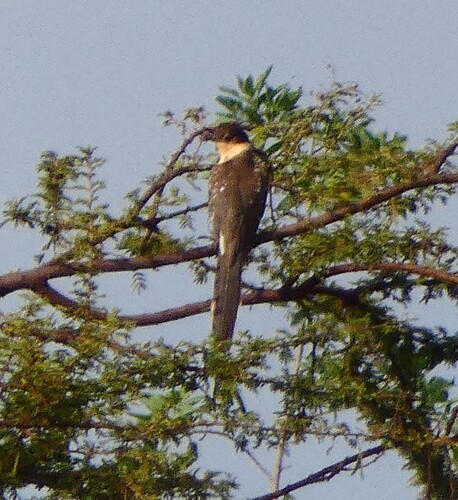 Great Spotted Cuckoo