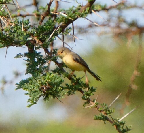 Buff-bellied Warbler