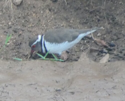 Three-banded Plover