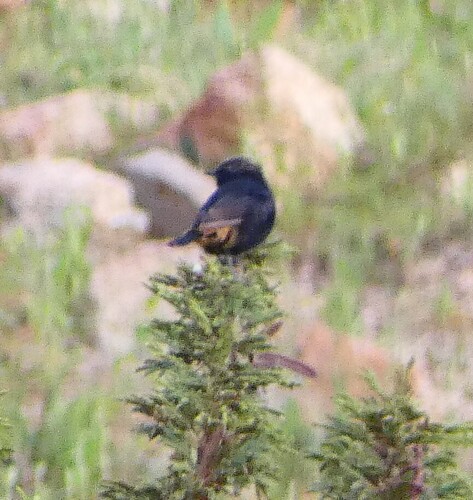 Abyssinian Wheatear