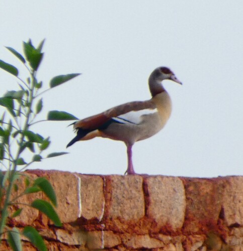 Egyptian Goose