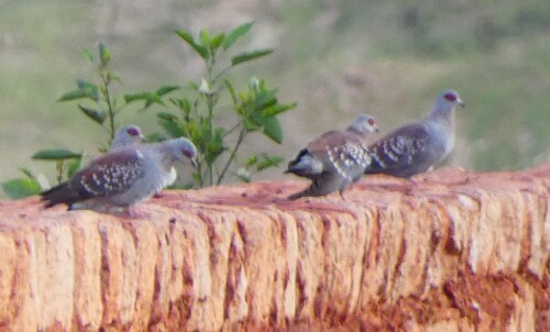 Speckled Pigeon