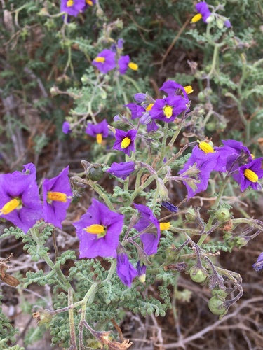 Solanum remyanum