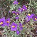 Solanum remyanum - Photo (c) Matt Berger, μερικά δικαιώματα διατηρούνται (CC BY), uploaded by Matt Berger
