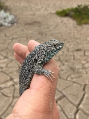 Liolaemus nigromaculatus