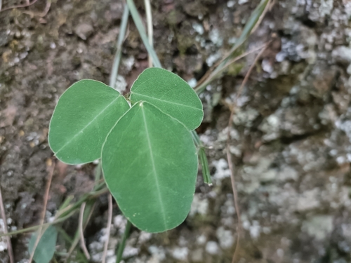 Dumasia villosa, photograph 5