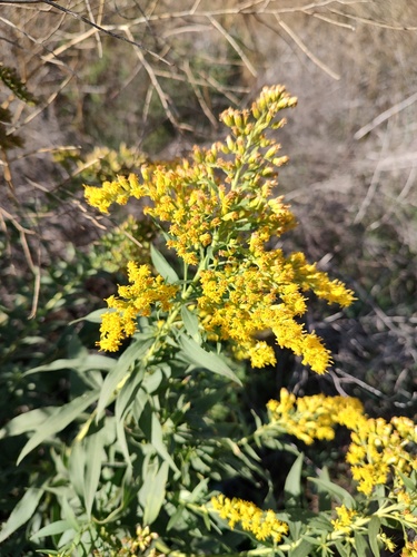 western goldenrod (Solidago lepida)