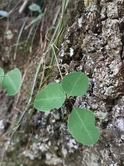 Dumasia villosa, photograph (c) Yinling Chen, some rights reserved (CC BY)