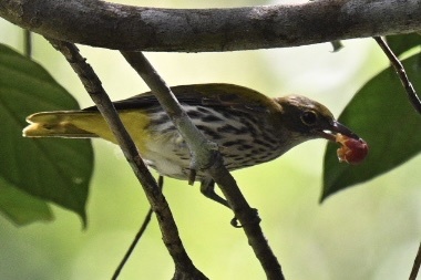 Ventriloquial Oriole (Oriolus consobrinus), photo 5