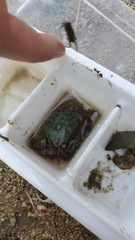 Metopograpsus quadridentatus