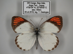 Colotis euippe euippe