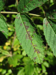 Rosisphaerella rosicola