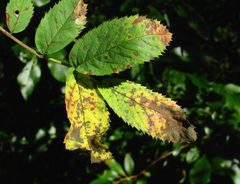 Rosisphaerella rosicola