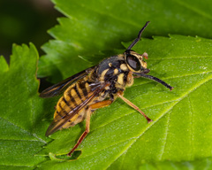 Temnostoma alternans