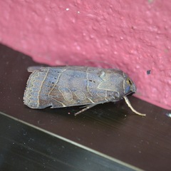 Eriopygini