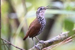 Bornean Wren-Babbler photo 2