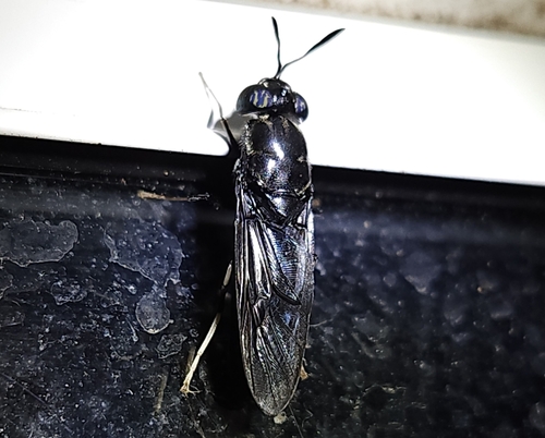 Unknown species found near Clayton, MO, USA