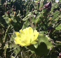 Opuntia arechavaletae