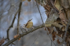 Thryothorus ludovicianus