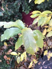 Oxydendrum