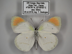 Colotis euippe euippe