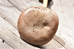 Pluteus saupei