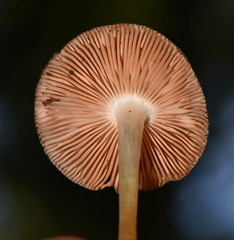 Pluteus saupei