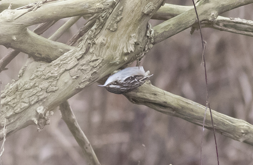Short-toed Treecreeper, 2931 Krimpen aan de Lek, Nederland, photo 7 of 10