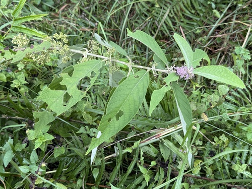 Callicarpa macrophylla, photograph 5