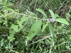 Callicarpa macrophylla, photograph (c) Dr. Alexey Yakovlev, some rights reserved (CC BY)