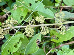Callicarpa macrophylla, photograph (c) Dr. Alexey Yakovlev, some rights reserved (CC BY)