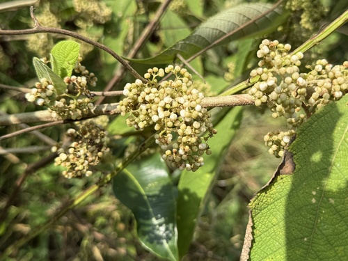 Callicarpa macrophylla