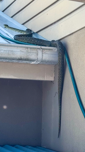 Diamond Python sighting